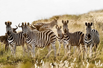 Fototapeta na wymiar Zebra family group
