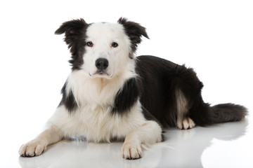 Border Collie
