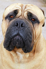 Mastino