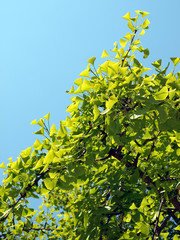 春の陽を浴びる銀杏の葉