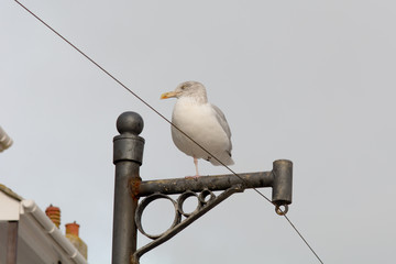 Seagull on telegraph post