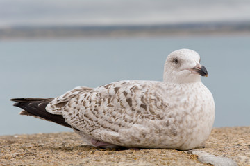 Seagull on harbour wall