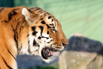 North Chinese tiger in Zagreb Croatia Zoo
