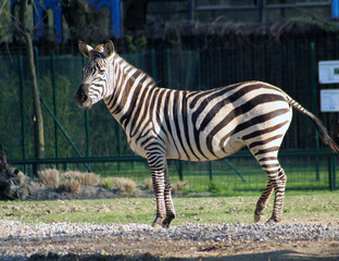 Zebra portrait in Zagreb zoo park, Croatia