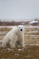 Polar Bear on Hudson Bay Canada