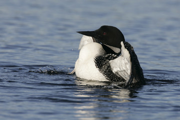 Fototapeta premium beautiful Common Loon or Diver on a Northern Michigan lake