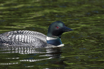 beautiful Common Loon or Diver on a Northern Michigan lake