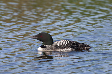 Beautiful Northern Common Loon or Diver on a lake in Northern Michigan US