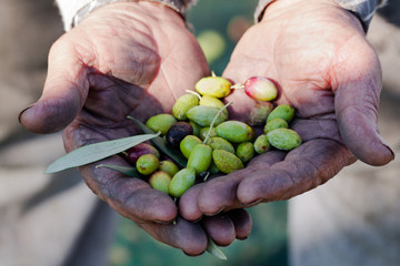 Olive in mano