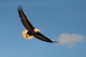 American Bald Eagle flying in the area of Homer Alaska