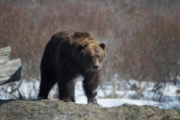 Obraz na płótnie Canvas Alaskan Brown Bear in Spring walking in Snow