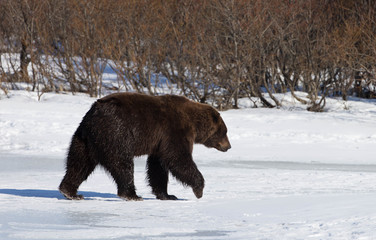 Alaskan Brown Bear in Spring walking in Snow