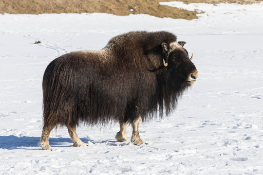 Musk Ox in Spring in Souther Alaska