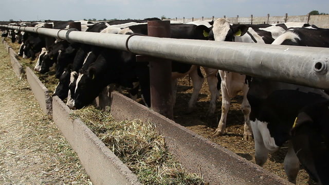 herd of cows on the farm 6