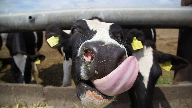 cows eat grass 9