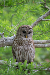 Barred Owl in Tree Florida