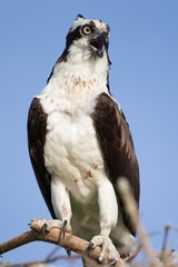 Osprey on Blue Cypress Lake in Florida