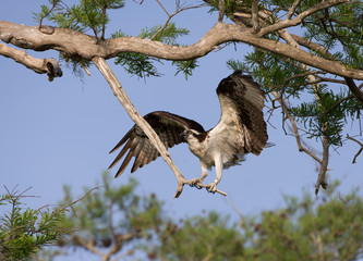 Osprey on Blue Cypress Lake in Florida