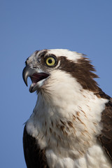 Osprey on Blue Cypress Lake in Florida