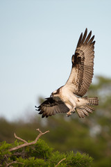 Osprey on Blue Cypress Lake in Florida