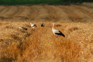 stork