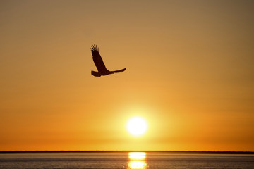 Bald Eagle flying against the setting sun