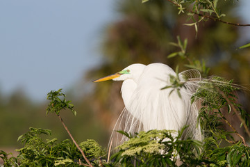 Egrets at the rookery in Gatorland located in Orlando Florida