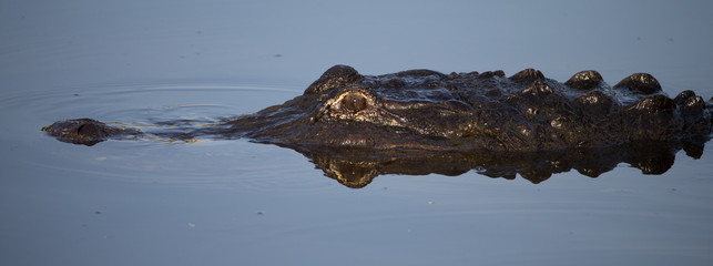 America Aligator in swamp in Florida