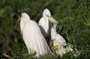 Egrets at the rookery in Gatorland located in Orlando Florida