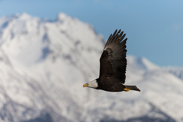Magestic American Bald Eagle Flying in Homer Alaska