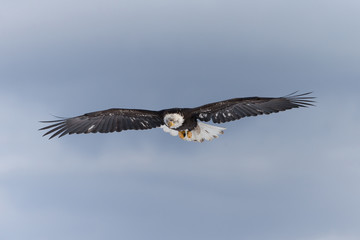 Magestic American Bald Eagle Flying in Homer Alaska