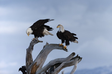 American Bald Eagle Perched on dead tree in Homer Alaska