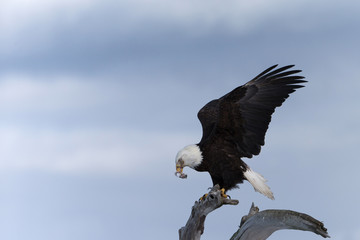 American Bald Eagle Perched on dead tree in Homer Alaska