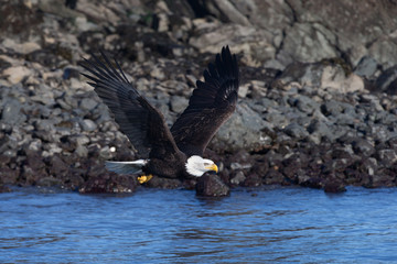 Magestic American Bald Eagle Flying in Homer Alaska
