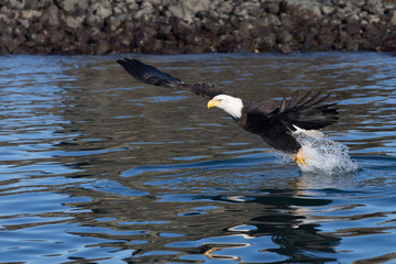 America Bald Eagle Fishing in Homer Alaska