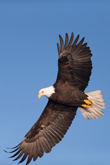Magestic American Bald Eagle Flying in Homer Alaska
