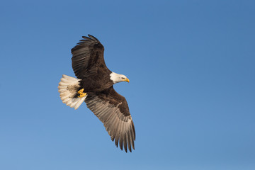 Magestic American Bald Eagle Flying in Homer Alaska