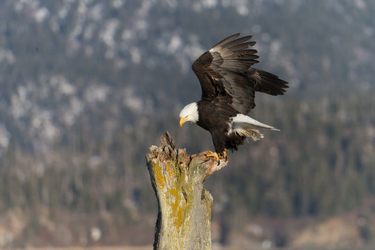 American Bald Eagle Perched on dead tree in Homer Alaska