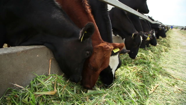 cows eat grass 6