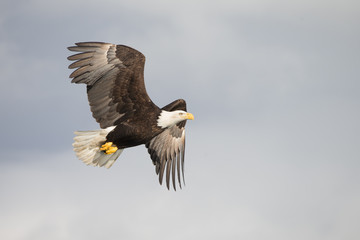 Magestic American Bald Eagle Flying in Homer Alaska