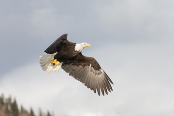 Magestic American Bald Eagle Flying in Homer Alaska