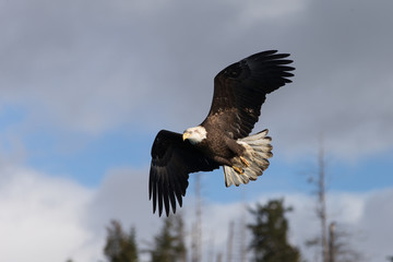 Magestic American Bald Eagle Flying in Homer Alaska