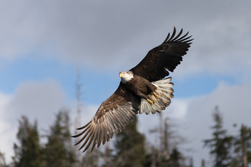 Magestic American Bald Eagle Flying in Homer Alaska