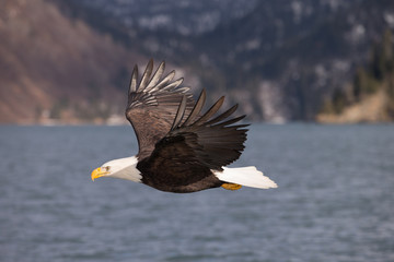 Magestic American Bald Eagle Flying in Homer Alaska