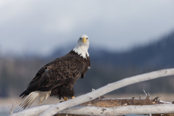 American Bald Eagle Perched on dead tree in Homer Alaska