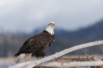 American Bald Eagle Perched on dead tree in Homer Alaska