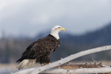 American Bald Eagle Perched on dead tree in Homer Alaska