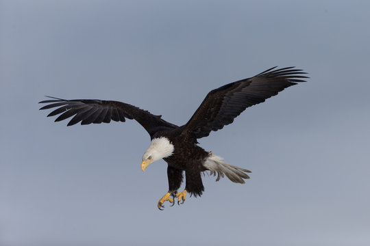 American Bald Eagle landing near Homer Alaska