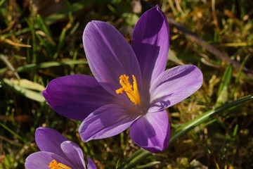 Fototapeta premium Krokus