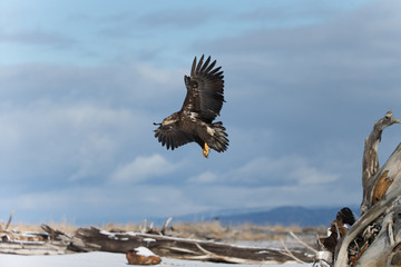 Juvenile Bald Eagle near Homer Alaska
